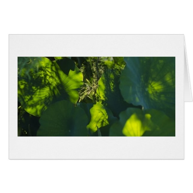 Shadows and Light (Front Horizontal)