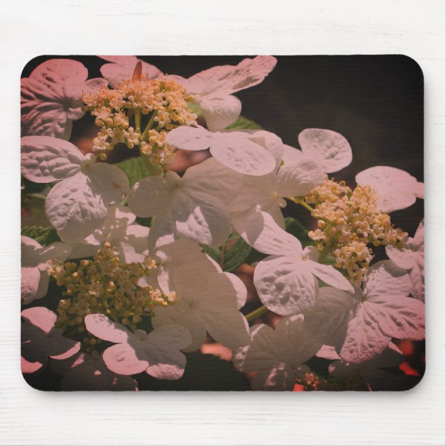 Shadows And Light Lacecap Hydrangea Flower Mouse Pad (Front)