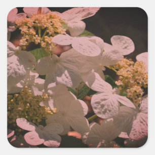 Shadows And Light Lacecap Hydrangea Square Sticker
