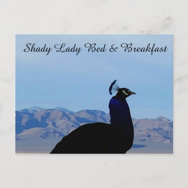 Shady Lady Bed & Breakfast Postcard (Front)