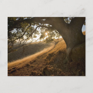 Shady Oak and California Susnet Postcard