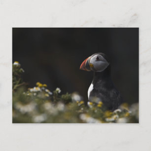 Shady Puffin Postcard