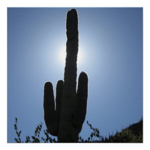 Shady Saguaro Poster