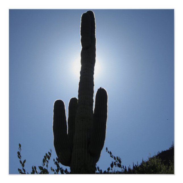 Shady Saguaro Poster (Front)