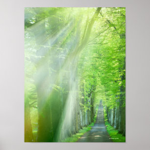 Shafts of Sunlight Poster