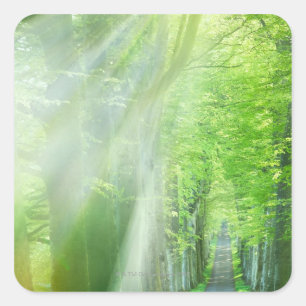 Shafts of Sunlight Square Sticker