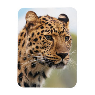 Shaggy Adult Cheetah in the Wild Magnet