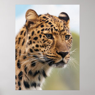 Shaggy Adult Cheetah in the Wild Poster