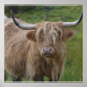 Shaggy Blonde Highland Cow Poster