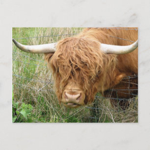 Shaggy Highland Cow Postcard