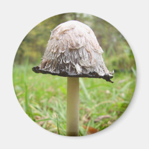 Shaggy Ink Cap Mushroom Magnet