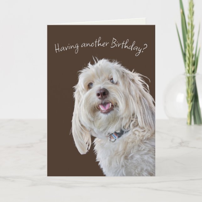Shaggy Poodle Birthday Humour Card (Front)