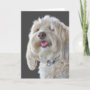 Shaggy Poodle for Birthday Card