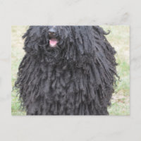 Shaggy Puli Dog