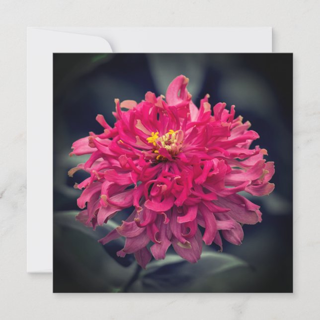 Shaggy Zinnia Thank You Card (Front)