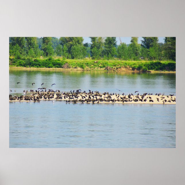 Shags, River Danube Poster (Front)