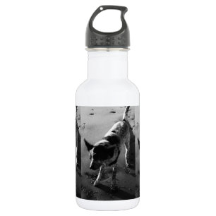 Shake It! 532 Ml Water Bottle
