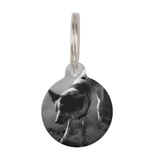 Shake It! Pet Tag