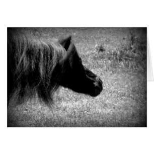 Shake That Mane, Mini Mare