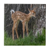 Shaky Legs Fawn