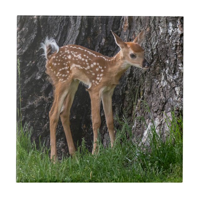 Shaky Legs Fawn Ceramic Tile (Front)