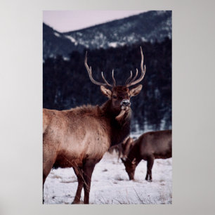 SHALLOW FOCUS PHOTO OF BROWN DEER POSTER