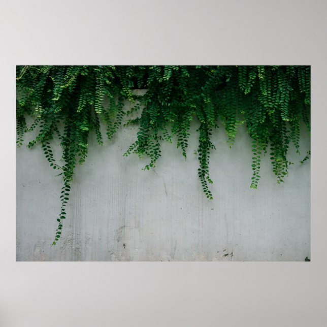 SHALLOW FOCUS PHOTO OF FERN PLANTS POSTER (Front)