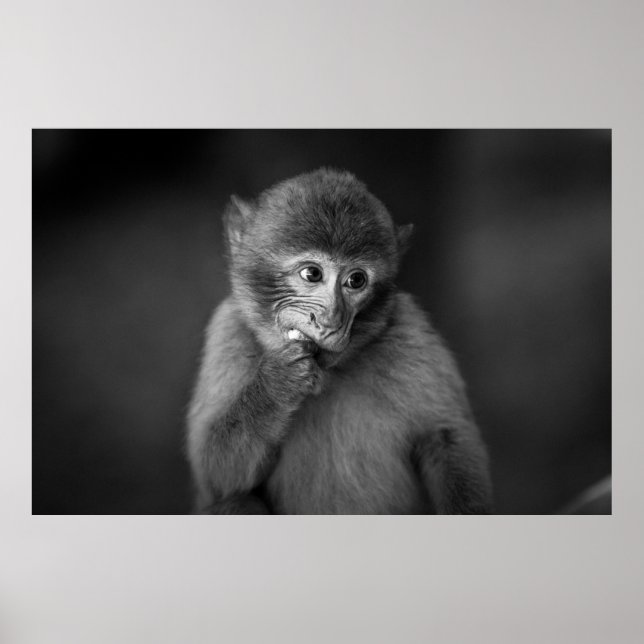 SHALLOW FOCUS PHOTOGRAPHY OF BLACK MONKEY POSTER (Front)