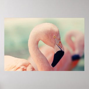 Shallow focus photography of pink flamingo poster