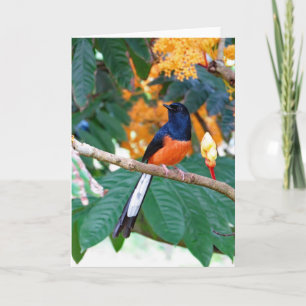 Shama Thrush Card
