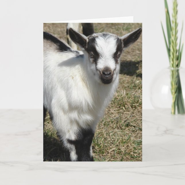 Shamrock Card (Front)