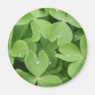 Shamrock Clover Leaves Magnet