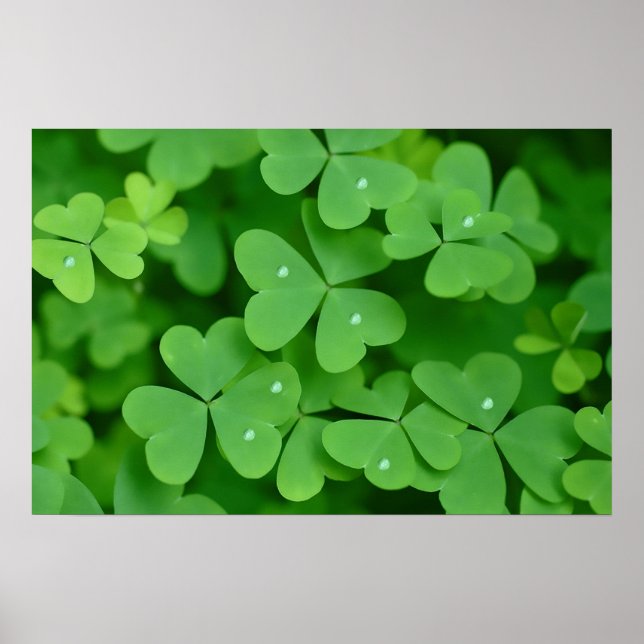 Shamrock image for poster (Front)