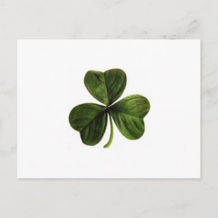 Shamrock Postcard