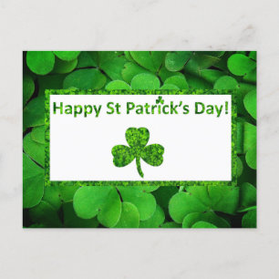 Shamrock St Patrick's  Day Holiday Postcard