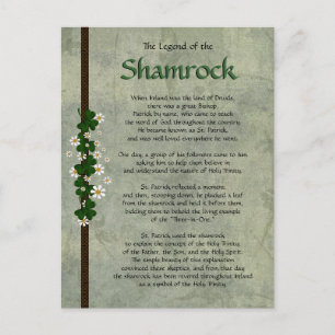 Shamrocks Postcard