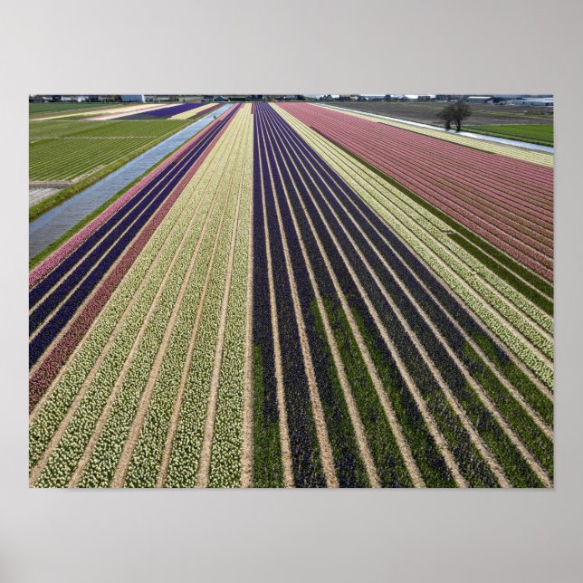 Shapes of tulip fields in Netherlands Poster (Front)