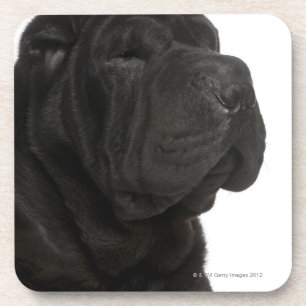 Shar Pei (1 year old) close-up Coaster