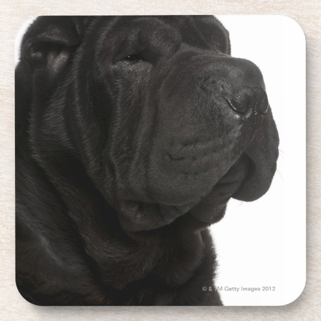 Shar Pei (1 year old) close-up Coaster (Front)