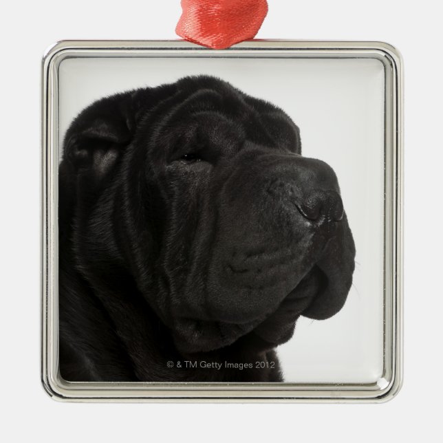 Shar Pei (1 year old) close-up Metal Tree Decoration (Front)
