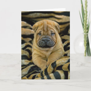 Shar-Pei 4 week old Pup Card
