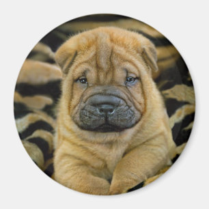 Shar-Pei 4 week old Pup Magnet