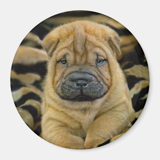 Shar-Pei 4 week old Pup Magnet (Front)