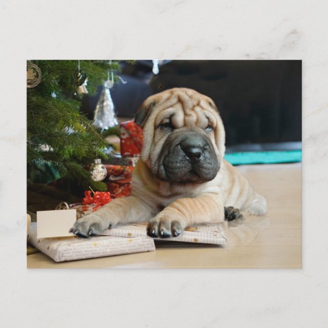 Shar Pei Christmas Holiday Postcard (Front)