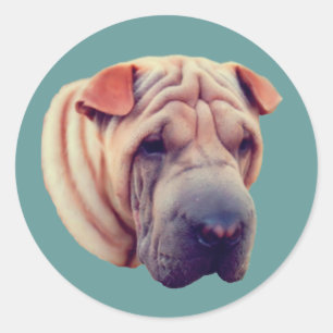 Shar Pei Face Dog Classic Round Sticker