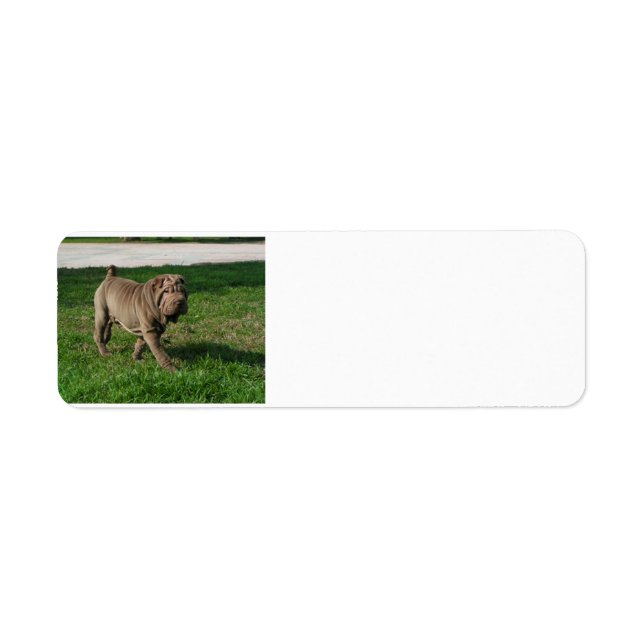 shar pei full 3.png return address label (Front)