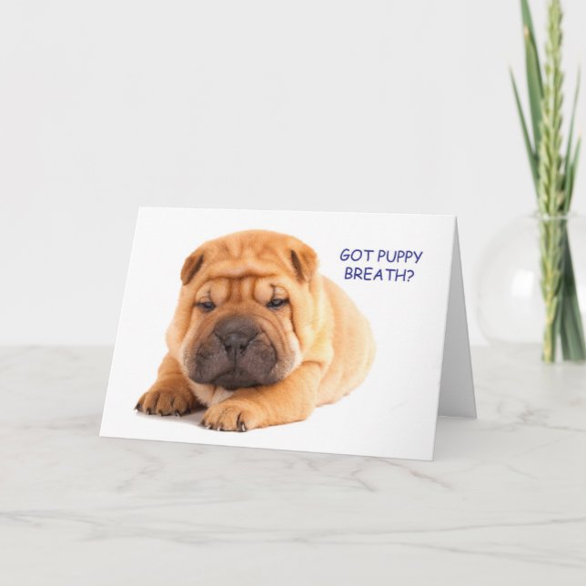 Shar Pei Puppy Birthday Card (Front)