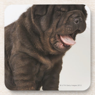 Shar Pei puppy yawning, studio shot Coaster