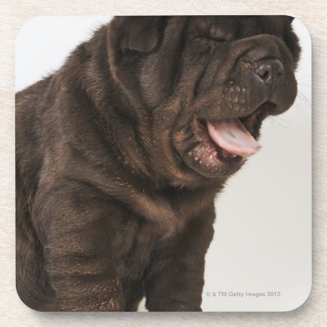 Shar Pei puppy yawning, studio shot Coaster (Front)