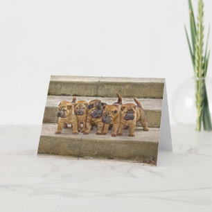 Shar-Pei pups 5 in a row card